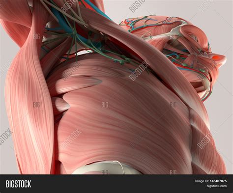 Human Anatomy Detail Image And Photo Free Trial Bigstock