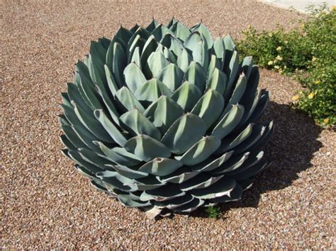 Agave Parryi Var Truncata