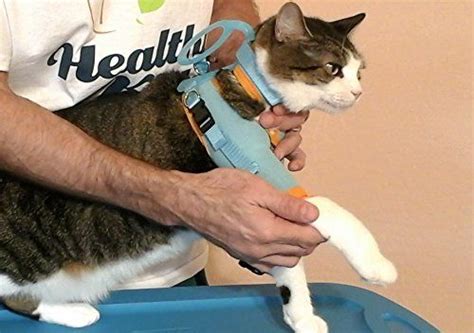Cat Grooming Harness, Cat Restraint, Cat Grooming ...