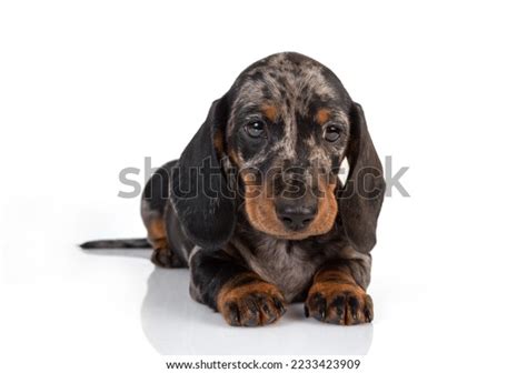 Curious Marble Dachshund Puppy Looks Forward Stock Photo 2233423909