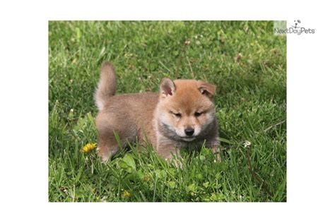 Ken Shiba Inu Puppy For Sale Near Springfield Missouri D008c410 Cbc1