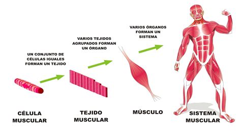 Organismo Pluricelular Organizacion De La Materia Clases De Celulas