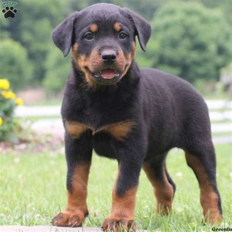 Quickly find the best offers for rottweiler puppies for sale uk on newsnow classifieds. Rottweiler Puppies For Sale | Rottweiler Breed Profile ...