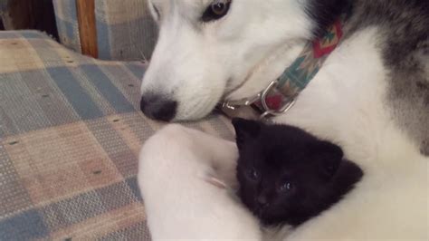 Husky And Rescue Kitten Become Best Friends Youtube
