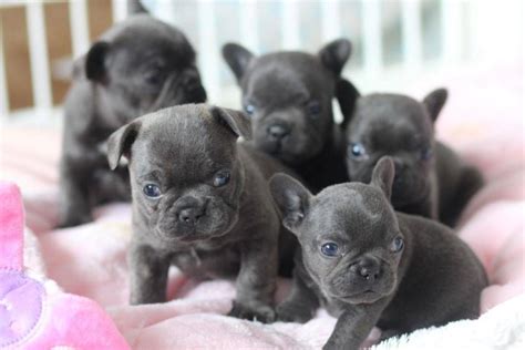 The origin of this breed is in the faraway past, and though the french bulldog is named french, germany also claims the right of having that breed's origin roots. French Bulldog Puppies For Sale | Los Angeles, CA #262056