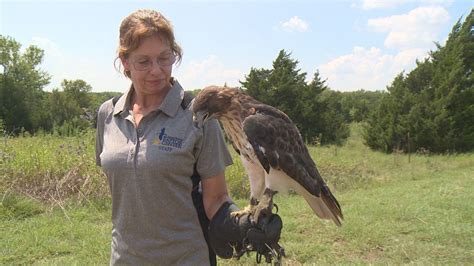 North Texas Rescue Releases Hawk Back Into The Wild