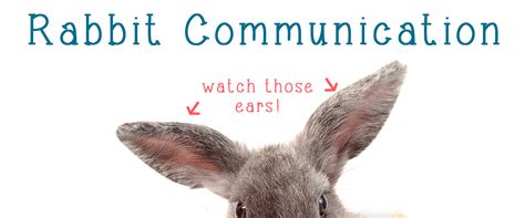 Rabbit Communication Bunny Communication 101 Small Pet Select