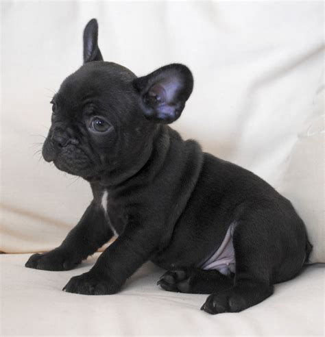2 chocolate males french bulldog puppies 50% off (no pedigree option price ) text now 904.616.2706￼ up to date on shots, health certified chocolate litter of french bulldogs ready to go home now, up to date on shots, health certified, health guaranteed, financing available, call/text. Quality Chocolate Male French Bulldog Puppy | Ashbourne ...