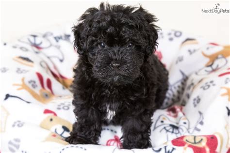 Gizmo Schnoodle Puppy For Sale Near Youngstown Ohio 08318665 4a31