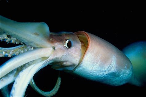 10 Of The Most Dangerous Species On The Planet Underwater Animals