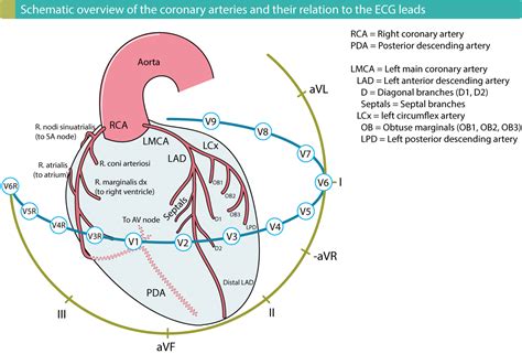 The Coronary Arteries Ecg And Echo