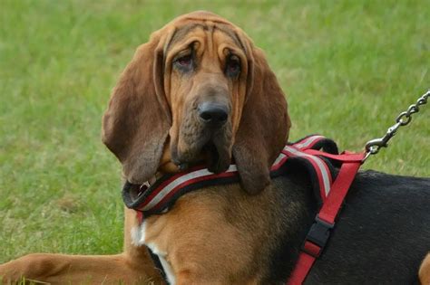 Are Bloodhounds Good Pets Heres What You Need To Know