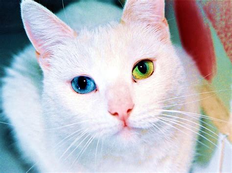 Las 5 razas de gatos más lindas del mundo El Trébol Mágico