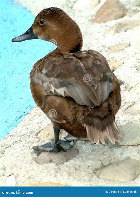Brown Duck Stock Image Image Of Animal Duck Bird Fauna 719615