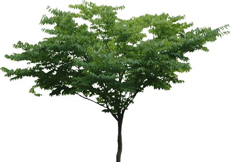 Tree Png File Png All