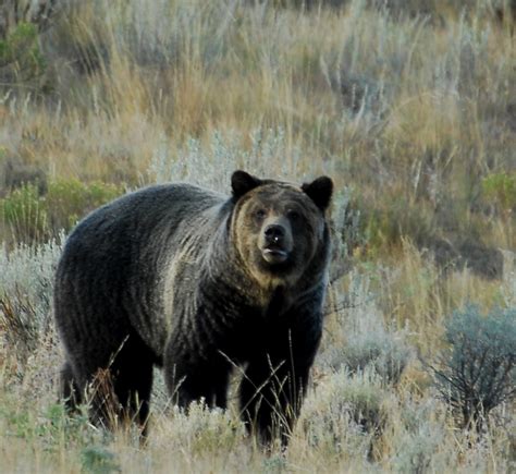 Yellowstone Grizzlies Delisted Be Audacious