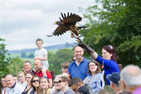 National Bird Of Prey Centre Falconry In Ireland