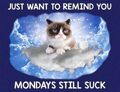 Grumpy Cat Monday☕️ Funny Grumpy Cat Memes Grumpy Cat Grumpy Cat Meme