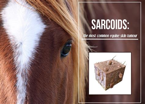 Sarcoids The Most Common Equine Skin Tumour The Pet Professionals