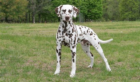 Love The Stance Of This Liver Spot Dalmatian Breed Dalmatian Dogs