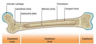 What is the difference between compact and spongy bone? skeletal muscle organization | Cancellous bone, Epiphyseal ...