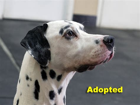 Dalmatian Rescue Of North Texas