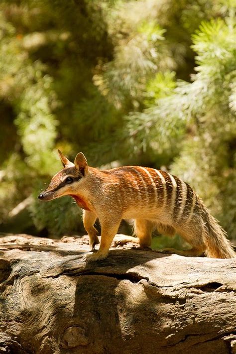 The Numbat Is A Small Carnivorous Marsupial From Australia And The