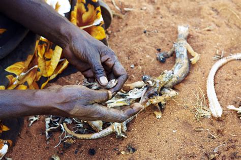 It mainly eats thorny vegetation, twigs, date stones. Hunter-gatherer men not the selfless providers we thought ...