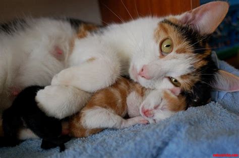 Cat Snuggling Her Day Old Kittens Cute Cats Hq Pictures Of Cute