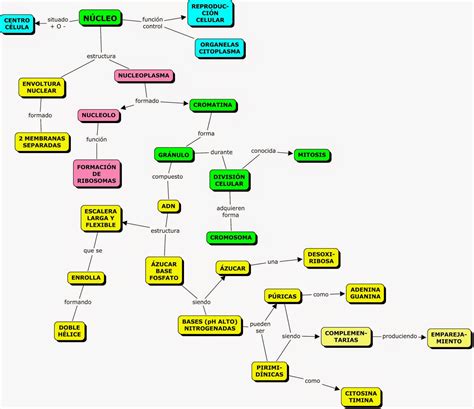 Estructura Celular Mapa Mental 2020 Idea E Inspiracion Images