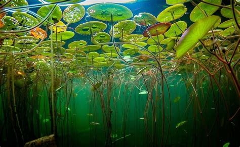 12 Tumblr Underwater Plants Water Lilies Underwater Photography