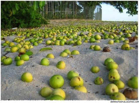 Mangga salju merupakan salah satu resep buah mangga yang mudah ditiru. Kenali 10 Pokok Yang Boleh Membunuh Anda | Artikel | Gempak