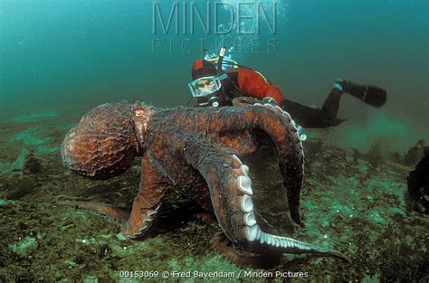 Pacific Giant Octopus Stock Photo Minden Pictures