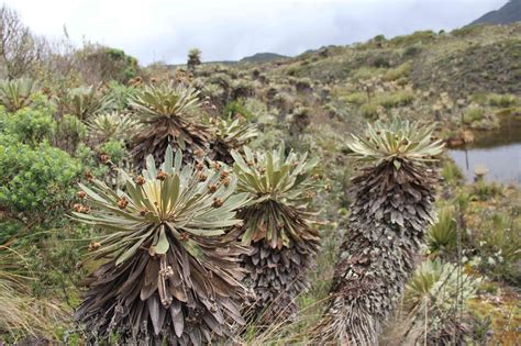 Fotos Qué Especies Hay En El Páramo De Guacheneque Nacimiento Del Río