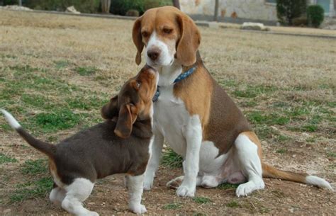 Cute and wrinkly beabull puppies. Beagle Puppy Breeders Texas | Beagle Puppy