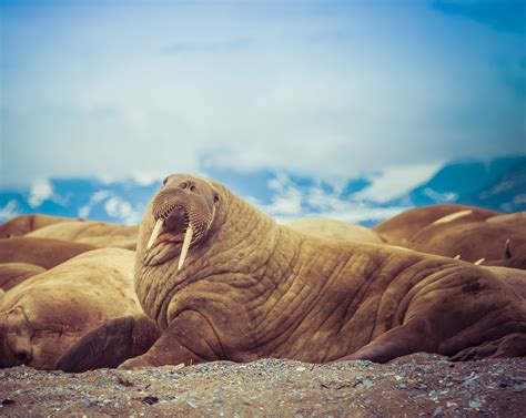 Atlantic Walrus Species Facts Info And More Wwfca