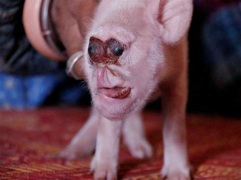 This Mutant Pig Will Make You Question Everything Indy Indy