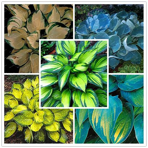 200seedsbag Hosta Plantshosta Whirl Wind In Full Shademixed Color