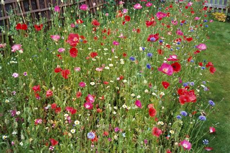 Just Another Wordpress Site Low Maintenance Garden Wildflower Garden