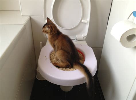 It eliminates smells caused by a litter box and creates less work for you. Teach Your Cat To Use YOUR Toilet