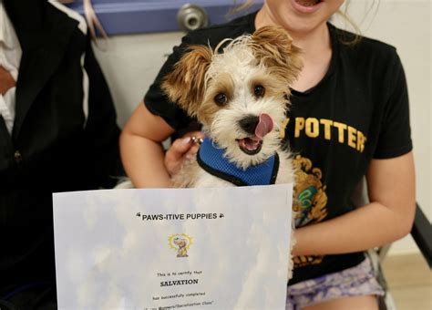 Contact Us | PAWS-ITIVE PUPPIES & Cabaret Cairn Terriers