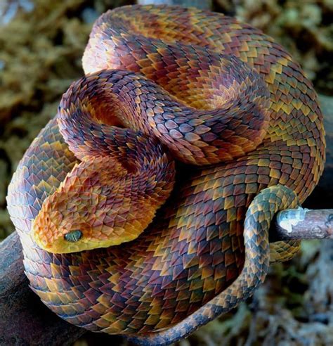17 Best Images About Snakes On Pinterest Trees Pit Viper And Python
