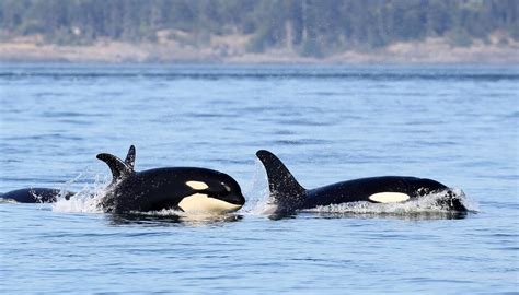 West Coast Orca Class Of 2015 A Sign Of Hope For Endangered Species