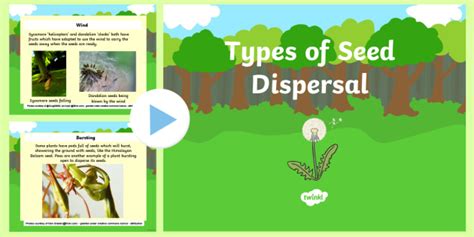 Ks2 Types Of Seed Dispersal Powerpoint Primary Resource