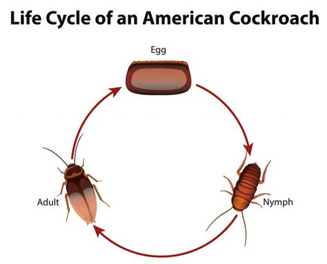 The life cycle of e. Imágenes de Cucaracha | Vectores, fotos de stock y PSD ...