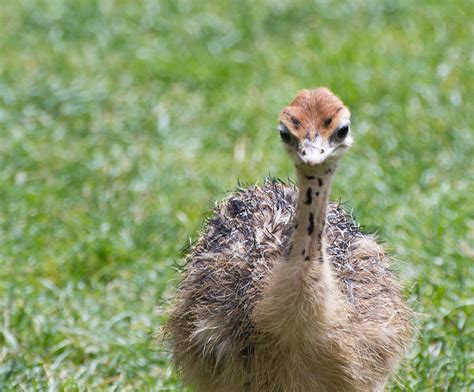 Baby Ostrich Royalty Free Stock Image Storyblocks