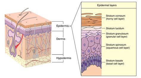 Objectively Assessing The Skin Barrier Function Ozderm