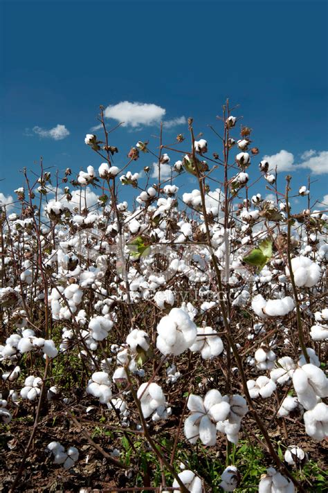 Cotton Plantation Stock Photos