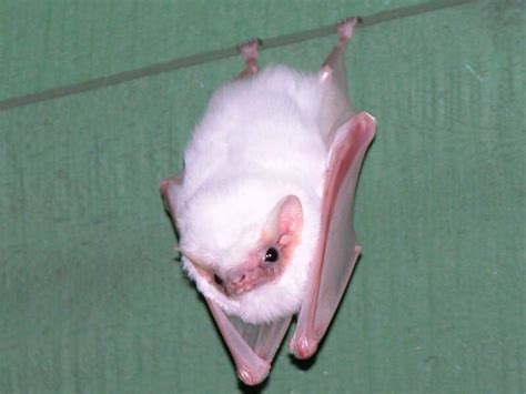 Albino Bat Rare Albino Animals Albino Animals Animal Pictures