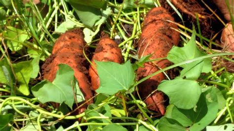Sneak Peek At Jeff Skiltons Sweet Potato Crop Youtube